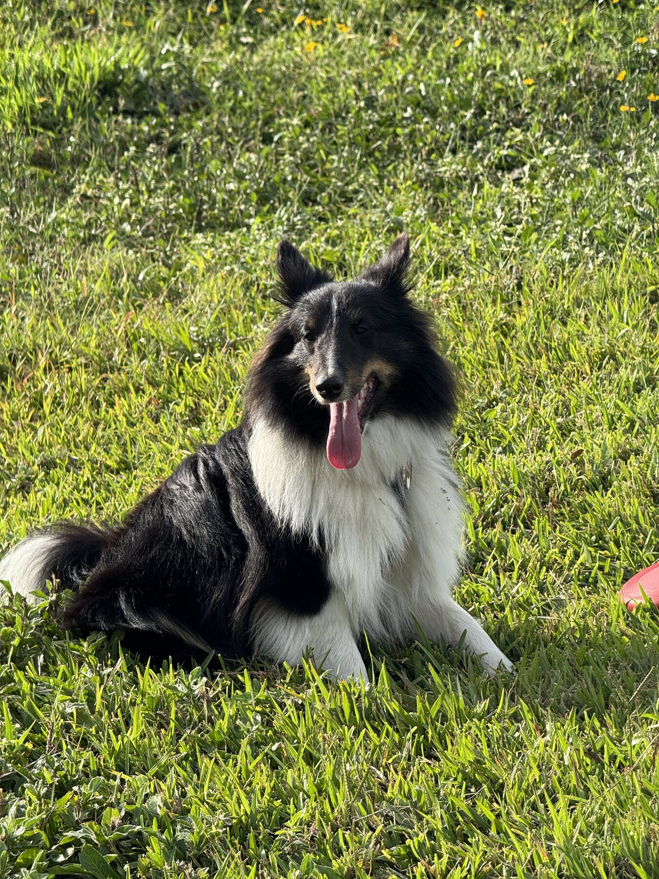 Bruno, a tricolor Sheltie, sitting in sunlit grass